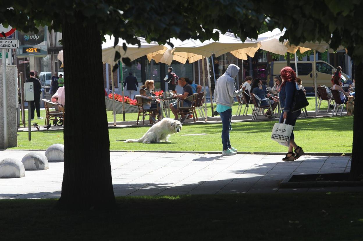 Un perro en la zona de césped del parque de Las Meanas. 