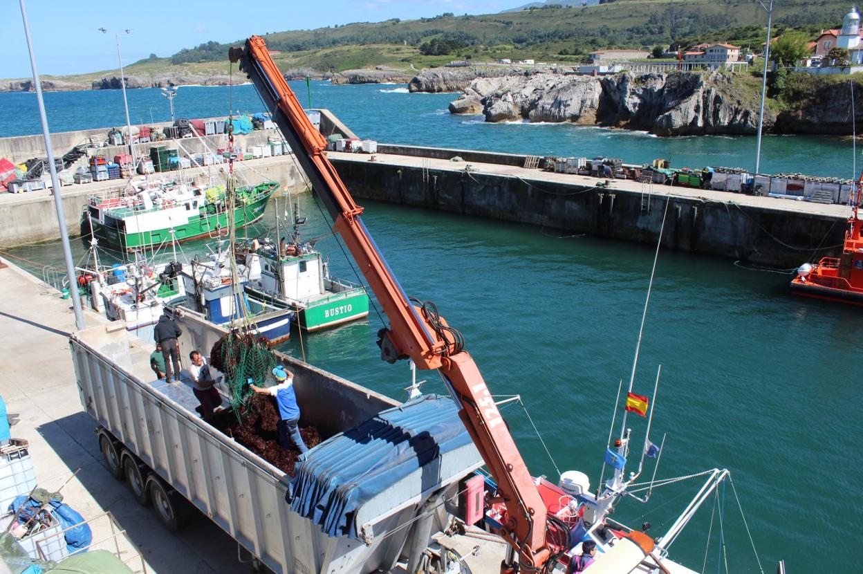 Descarga del primer ocle llegado ayer al puerto de Llanes, adquirido por la empresa cántabra Algae. 