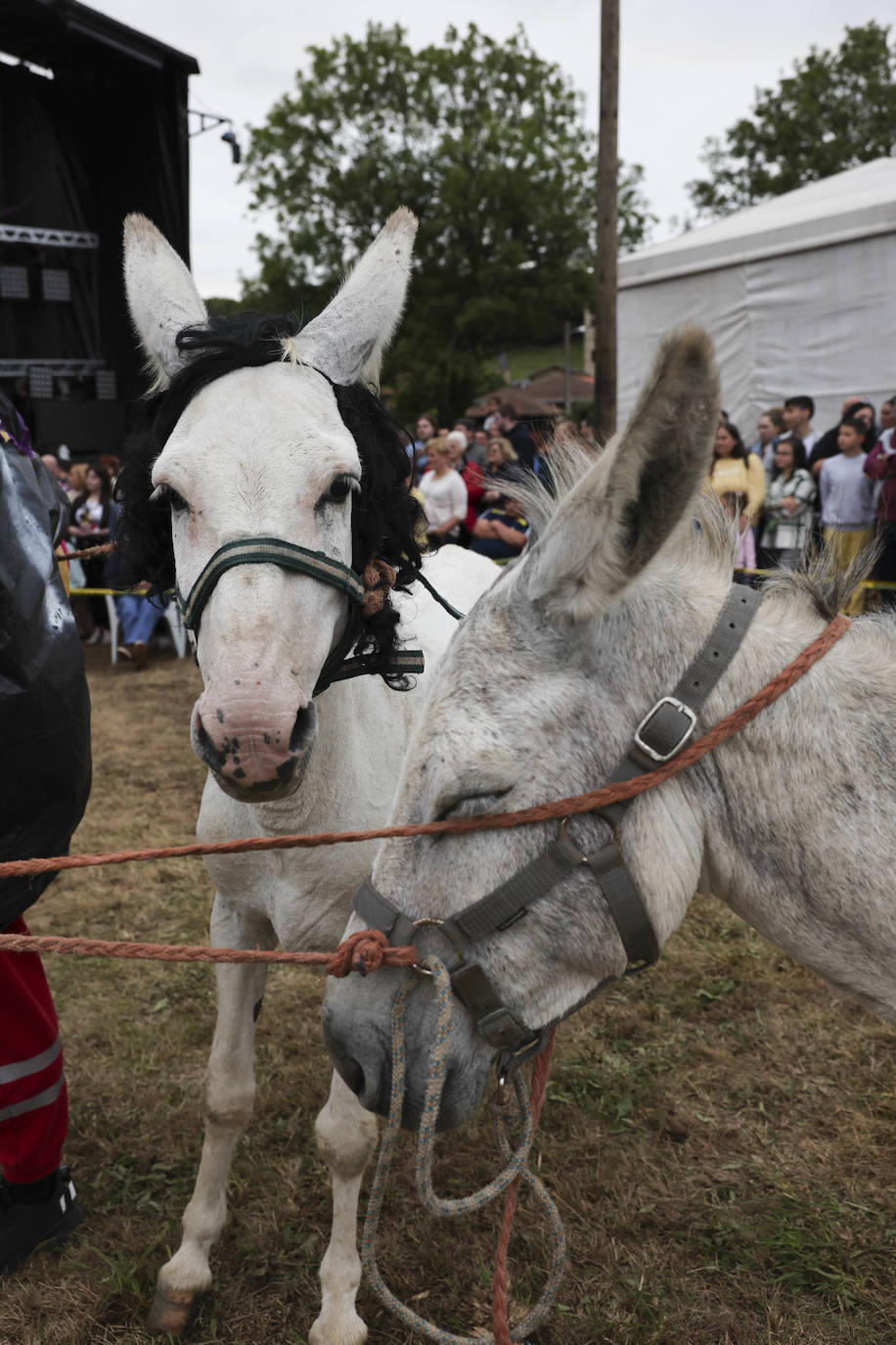 Con motivo de las fiestas de San Cristóbal Collao recuperó este lunes a partir de las ocho de la tarde su tradicional carrera de burros (con y sin disfraces). Se trata de una cita que ya suscitó cierta polémica en el pasado debido a las quejas de los colectivos animalistas, aunque la organización demostró tener todos los papeles en regla y la diversión ha continuado hasta la pandemia sin impedimento