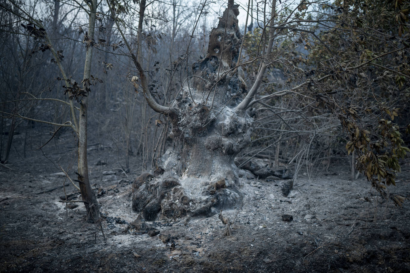 Fotos: Los incendios asolan Galicia destruyendo casas y parajes naturales