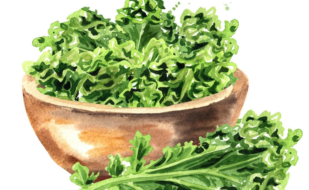 Kale: superalimento saciante, sin calorías para adelgazar