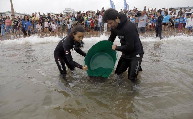 El Acuario de Gijón, el de Sevilla y el Oceanográfic de Valencia han colaborado para soltar una treintena de rayas en la playa de Poniente. 