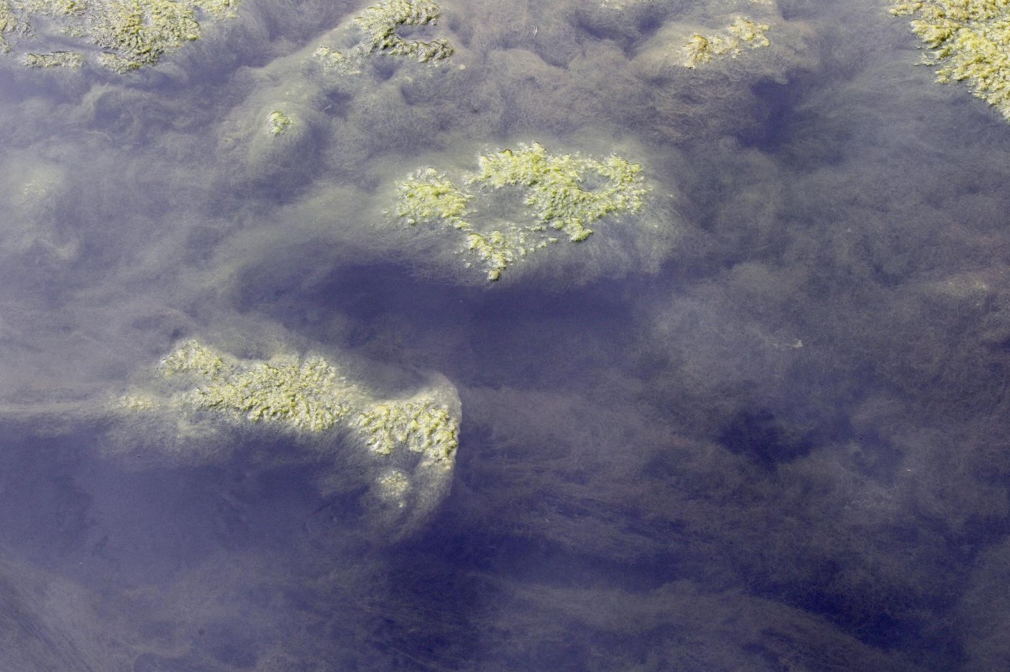Concentración de algas en el anillo navegable.