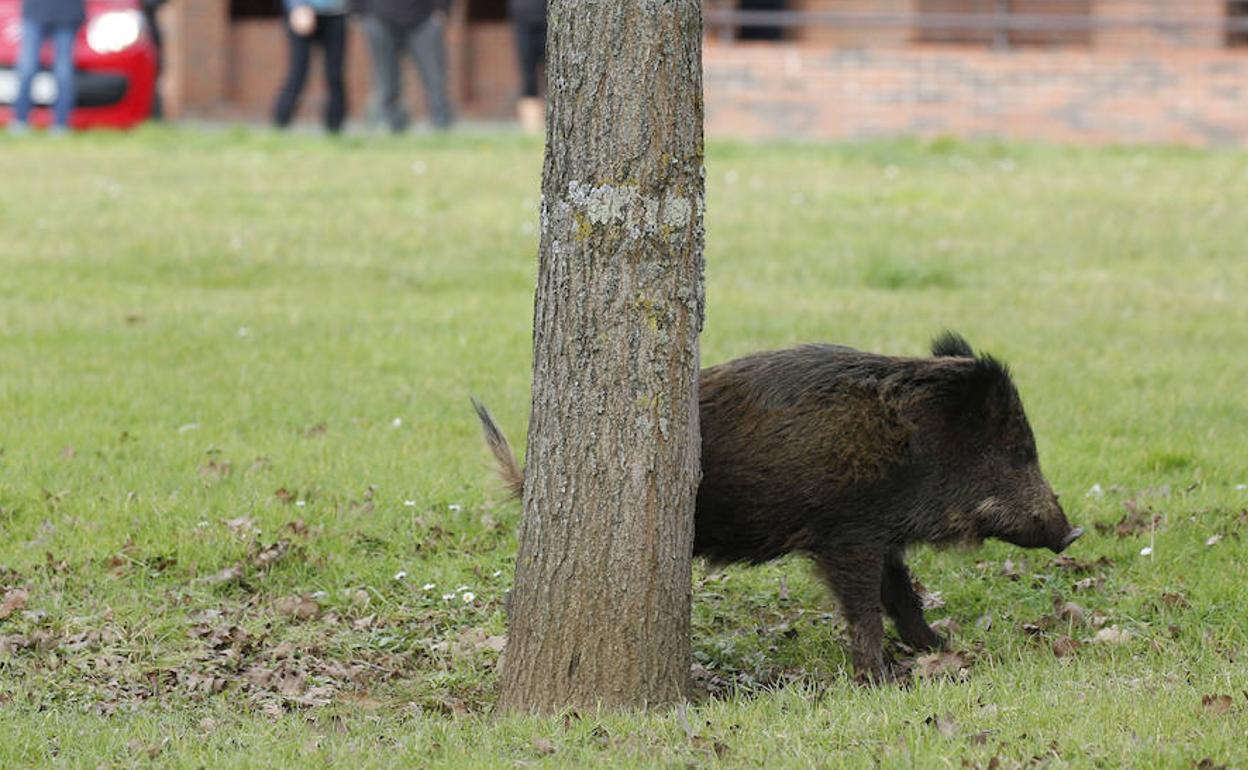 Un jabalí deambula por el parque fluvial, en Viesques. 