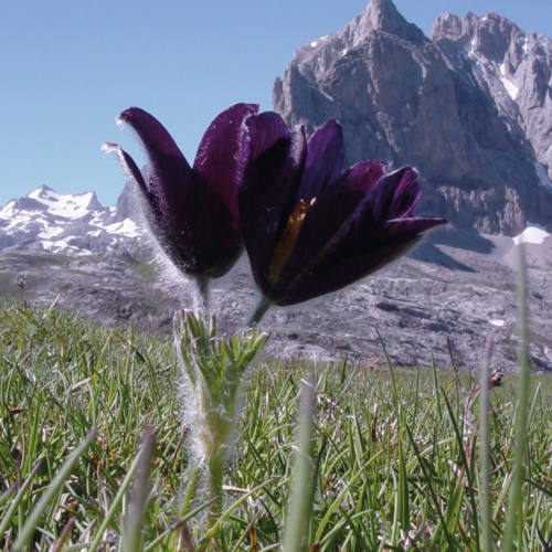 Imagen secundaria 1 - Distintas flores del entorno del Parque Nacional de los Picos de Europa