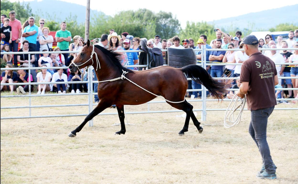 Doma de caballos en las fiestas de Premoño.