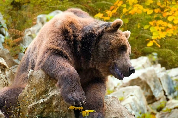 Oso pardo cantábrico. 