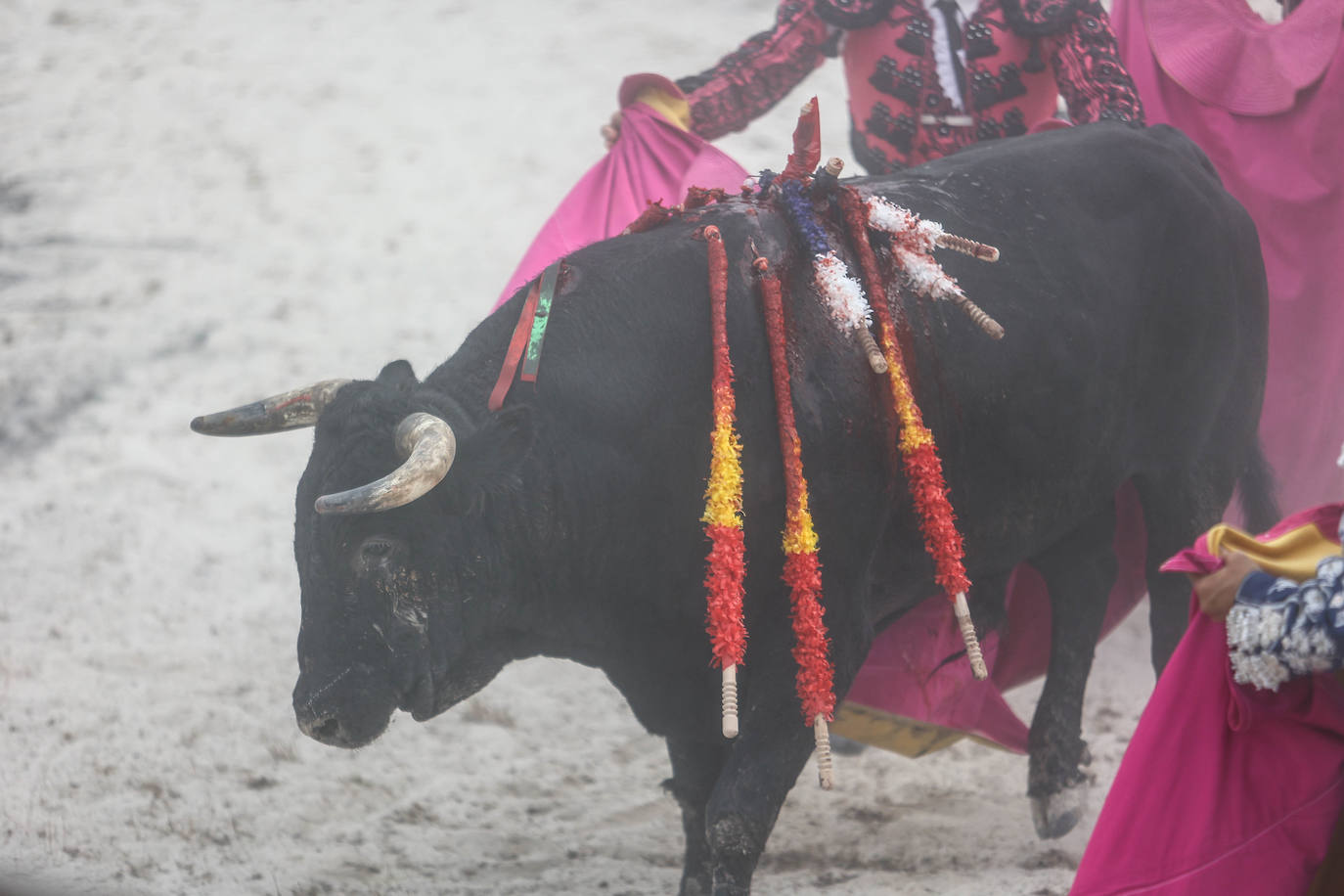 Fotos: Tensión y toros en Benia de Onís