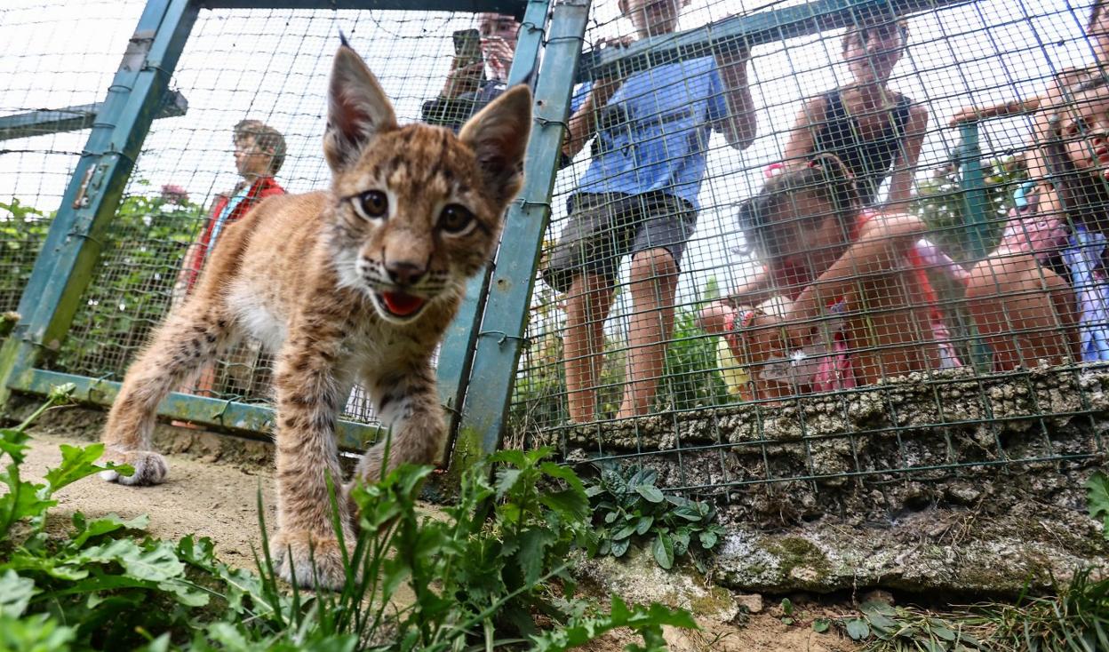 'Dora', la cría de lince euroasiático nacida en las instalaciones de El Bosque, mira a cámara ante un grupo de niños y sus familias. 