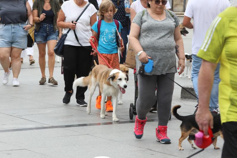 Fotos: Paseada canina contra la ordenanza