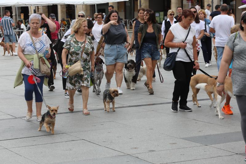 Fotos: Paseada canina contra la ordenanza