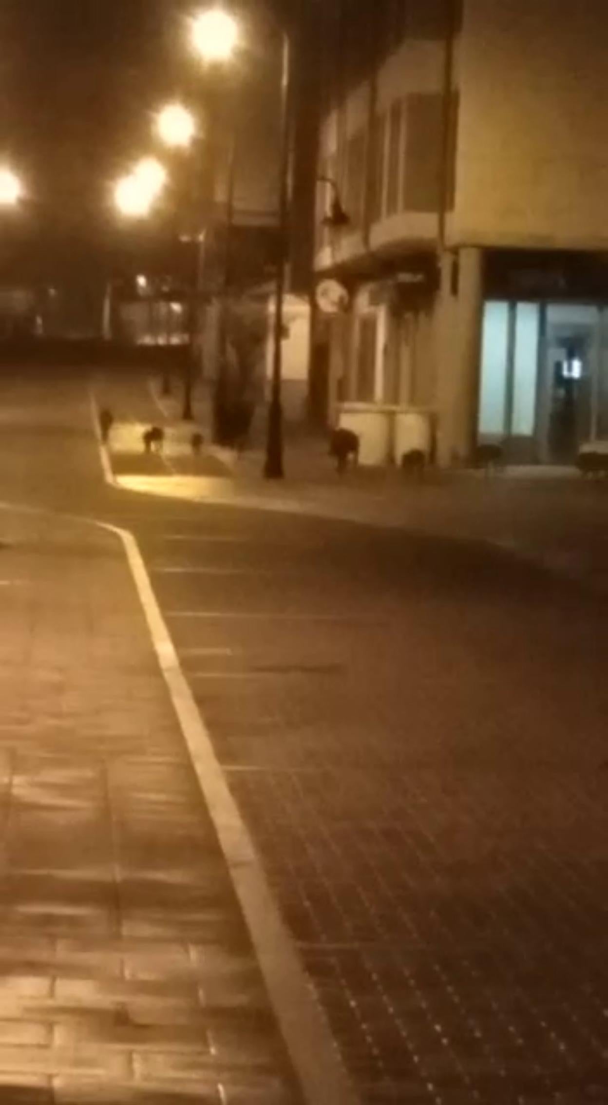 Los jabalíes ascendieron Pablo Iglesias hasta la plaza Constitución. 