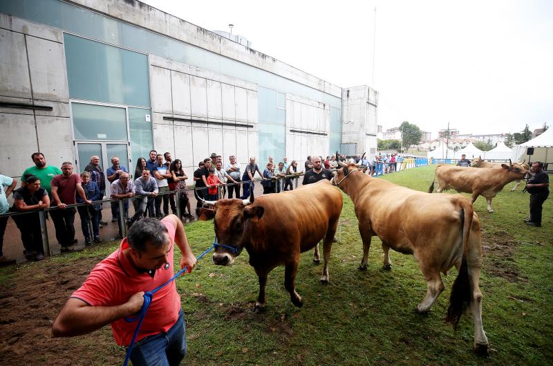 Fotos: Las vacas desfilan de nuevo en La Magdalena