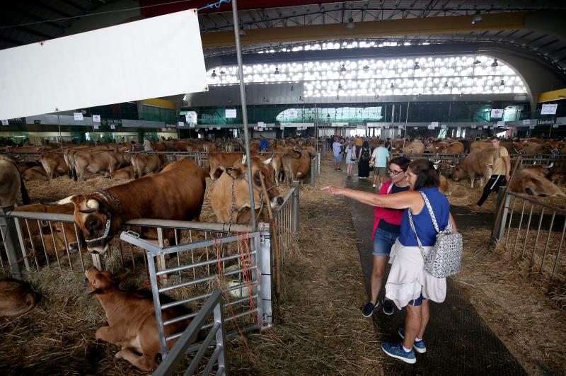 Fotos: Las vacas desfilan de nuevo en La Magdalena