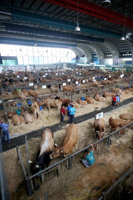 Fotos: Las vacas desfilan de nuevo en La Magdalena