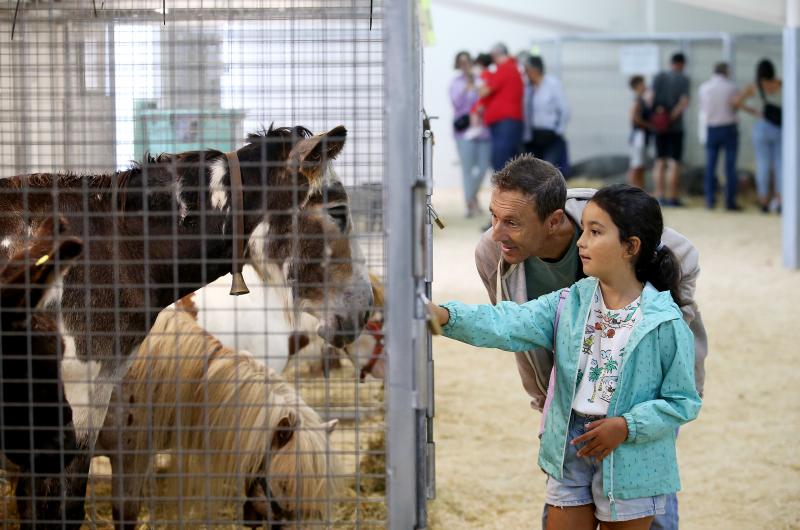 Fotos: Las vacas desfilan de nuevo en La Magdalena