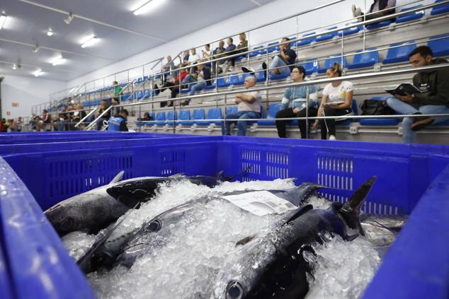 Fotos: 115.000 kilos de bonito en el Musel