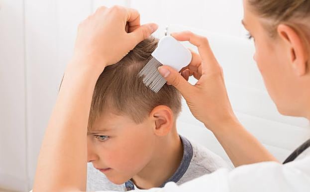 La lendrera se debe pasar dos o tres veces por semana