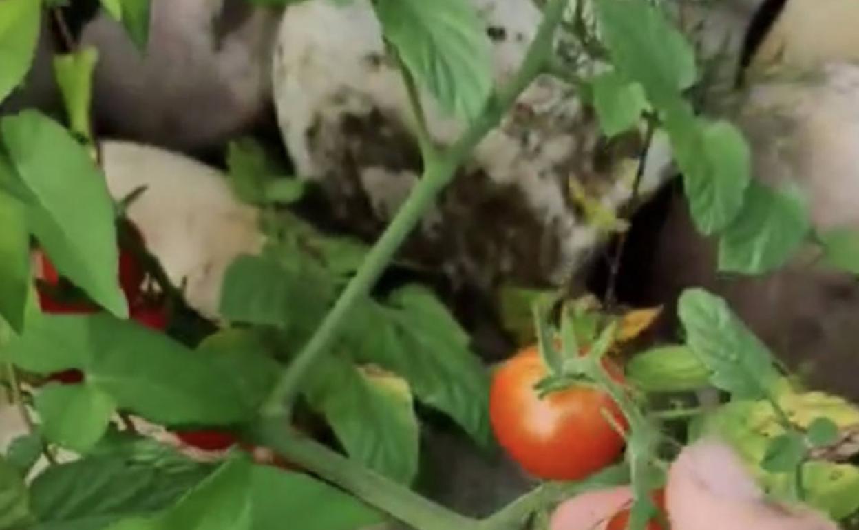 Tomates recogidos en el Nalón. 