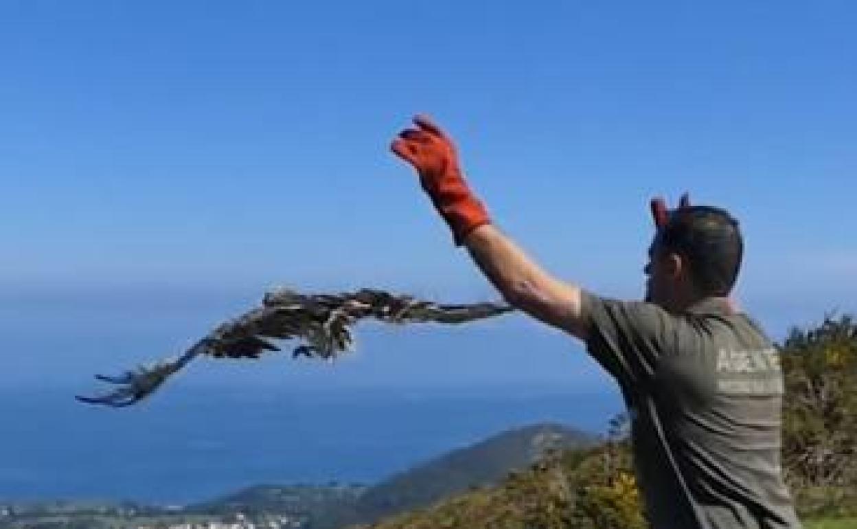 Un técnico del Principado suelta al águila culebrera. 