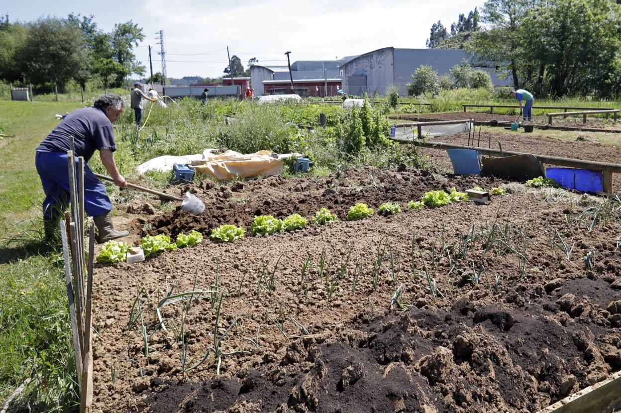 La situación en el campo asturiano preocupa ante la falta de personal dispuesto a trabajar. 