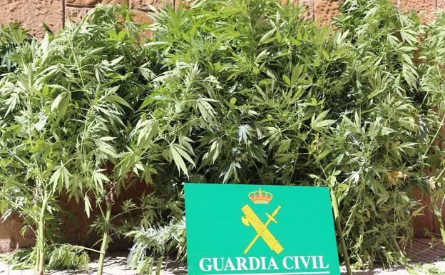 Plantas incautadas por la Guardia Civil.