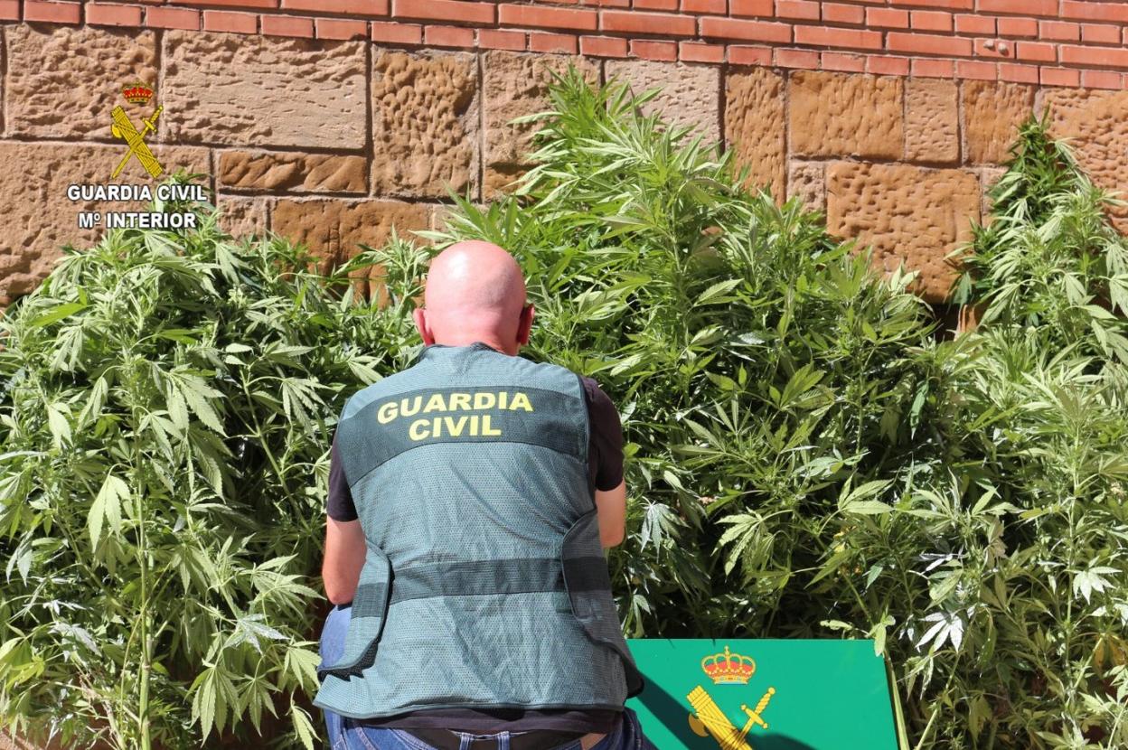 Un agente junto a varias de las plantas incautadas en la finca de Perlora. 