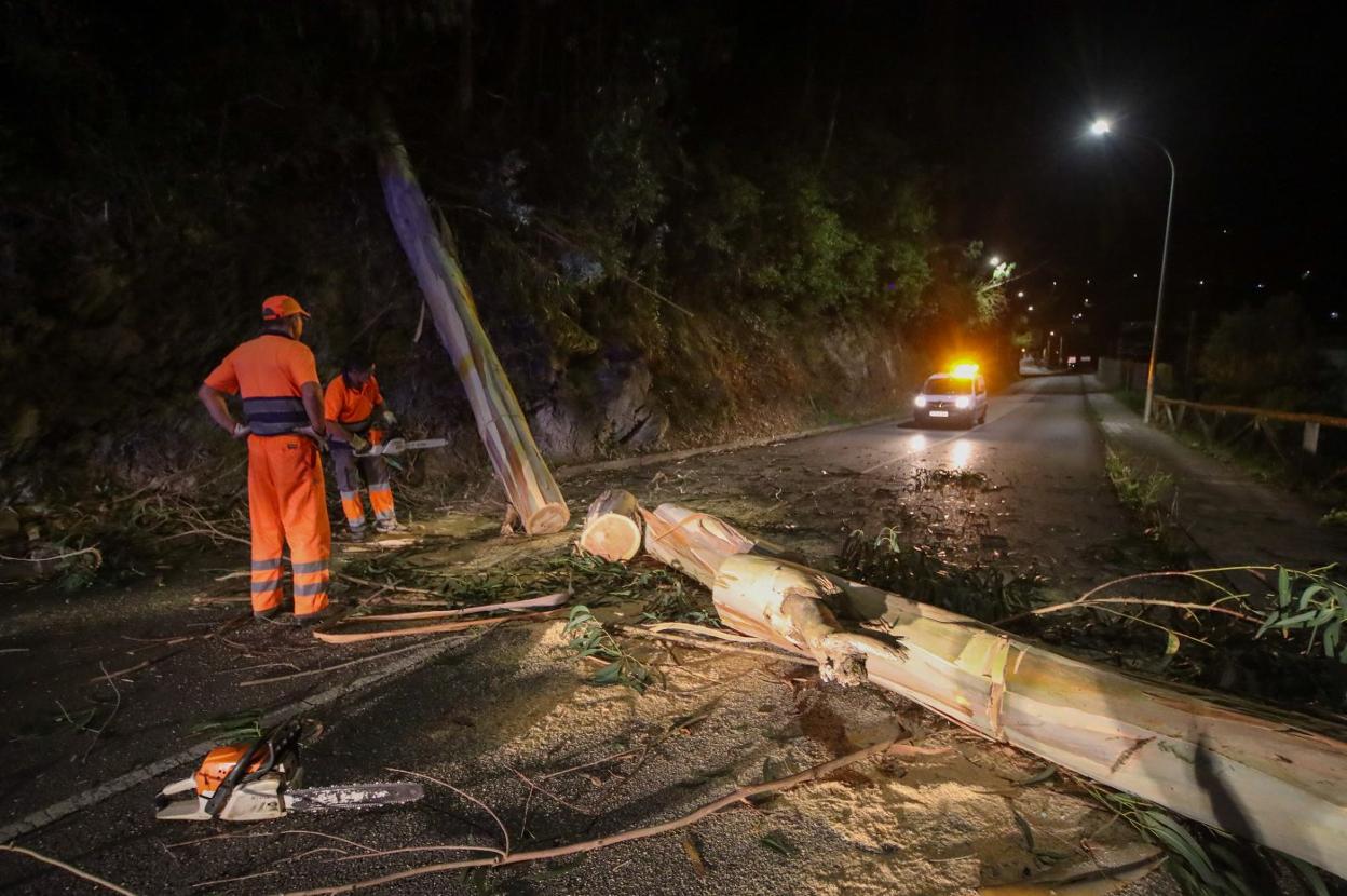 El personal de Carreteras acudió a la zona para retirar el eucalipto caído. 