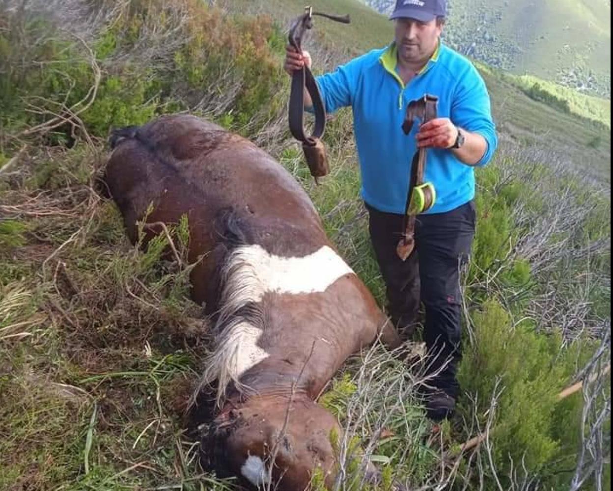 David Marcos muestra uno de los caballos que mató el oso.