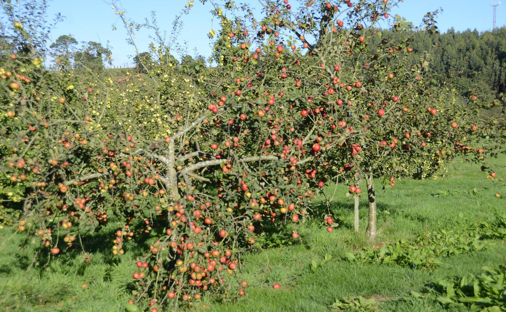 Disfrutar del colorido de las manzanas en las pomaradas en otoño 