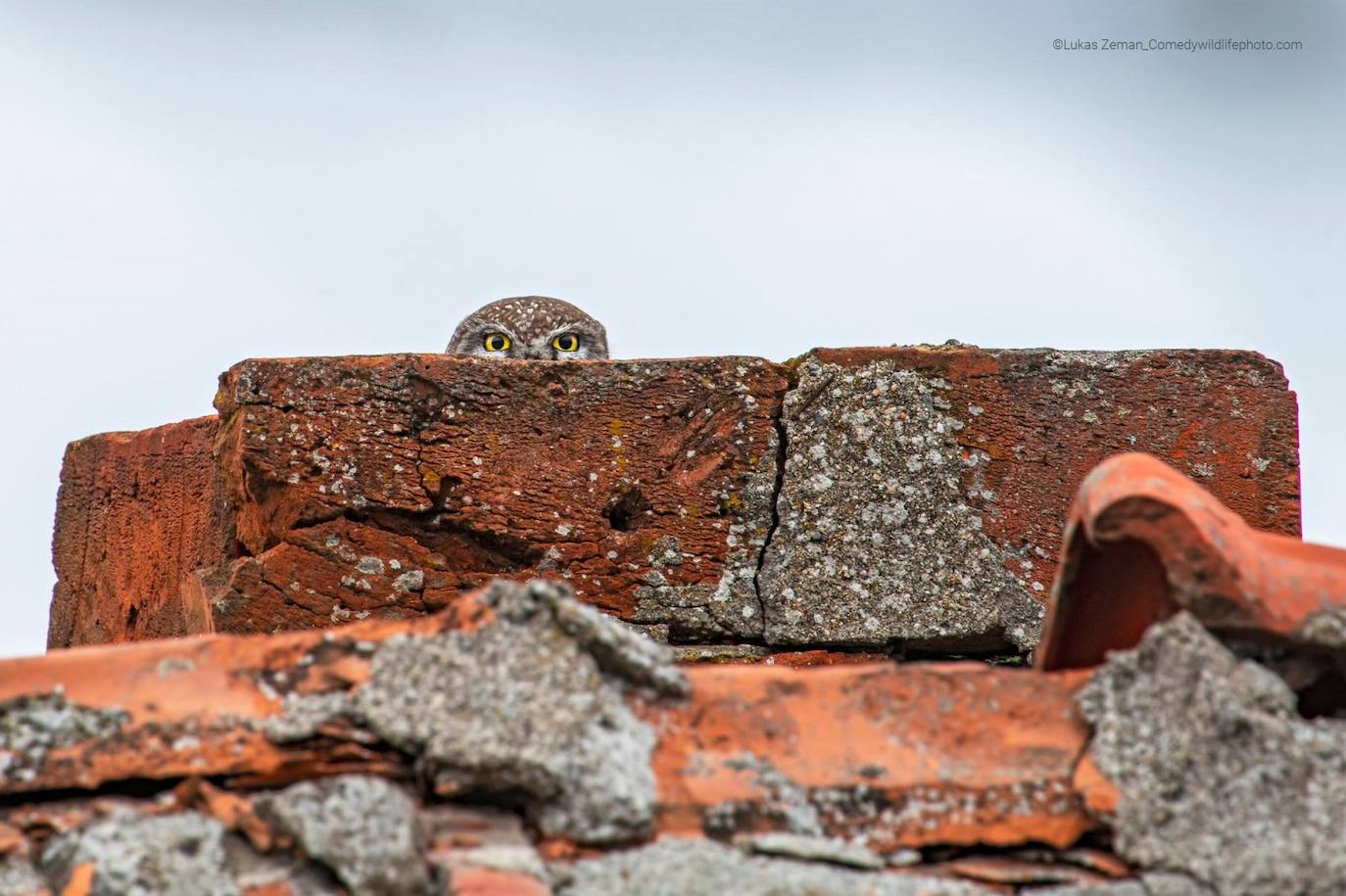 "No puedes verme, ¿verdad?": Un pequeño búho se esconde en la chimenea de una casa derrumbada en Bulgaria