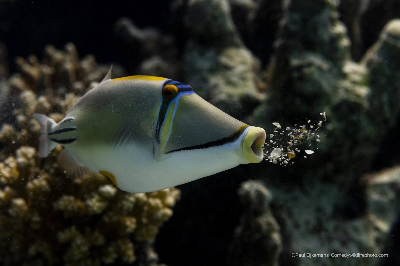 “Vomitar": Esta foto de un Triggerfish de Picasso fue tomada en Marsa Shagra, Egipto. El pez simplemente vomitó los residuos de coral que recogió mientras mordisqueaba el coral.