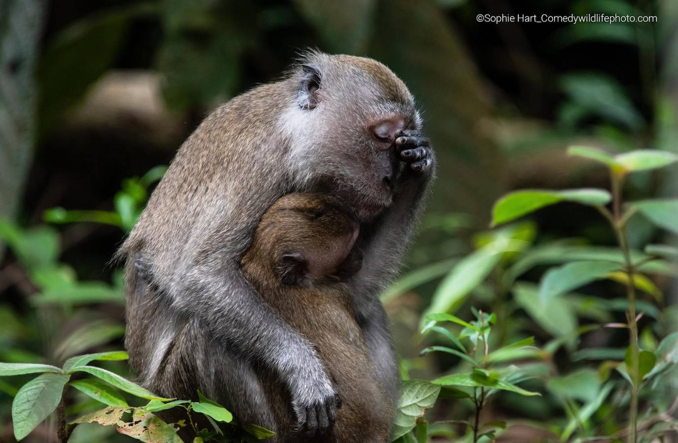 “Vida de mamá”: Un macaco de cola larga bebé se aferra a su madre cansada.