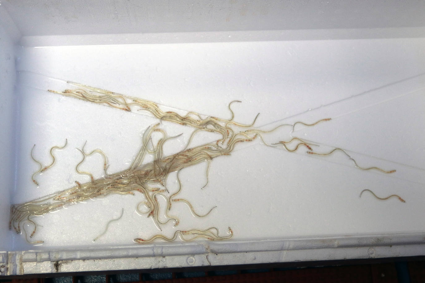 Fotos: Nuevo récord en Ribadesella: la primera angula a 7.280 euros el kilo