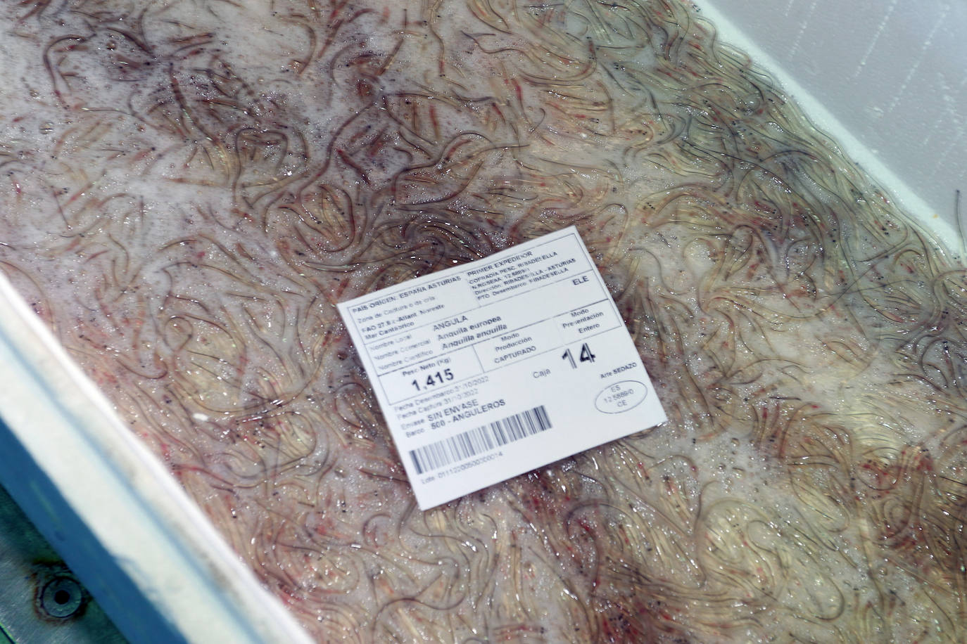 Fotos: Nuevo récord en Ribadesella: la primera angula a 7.280 euros el kilo