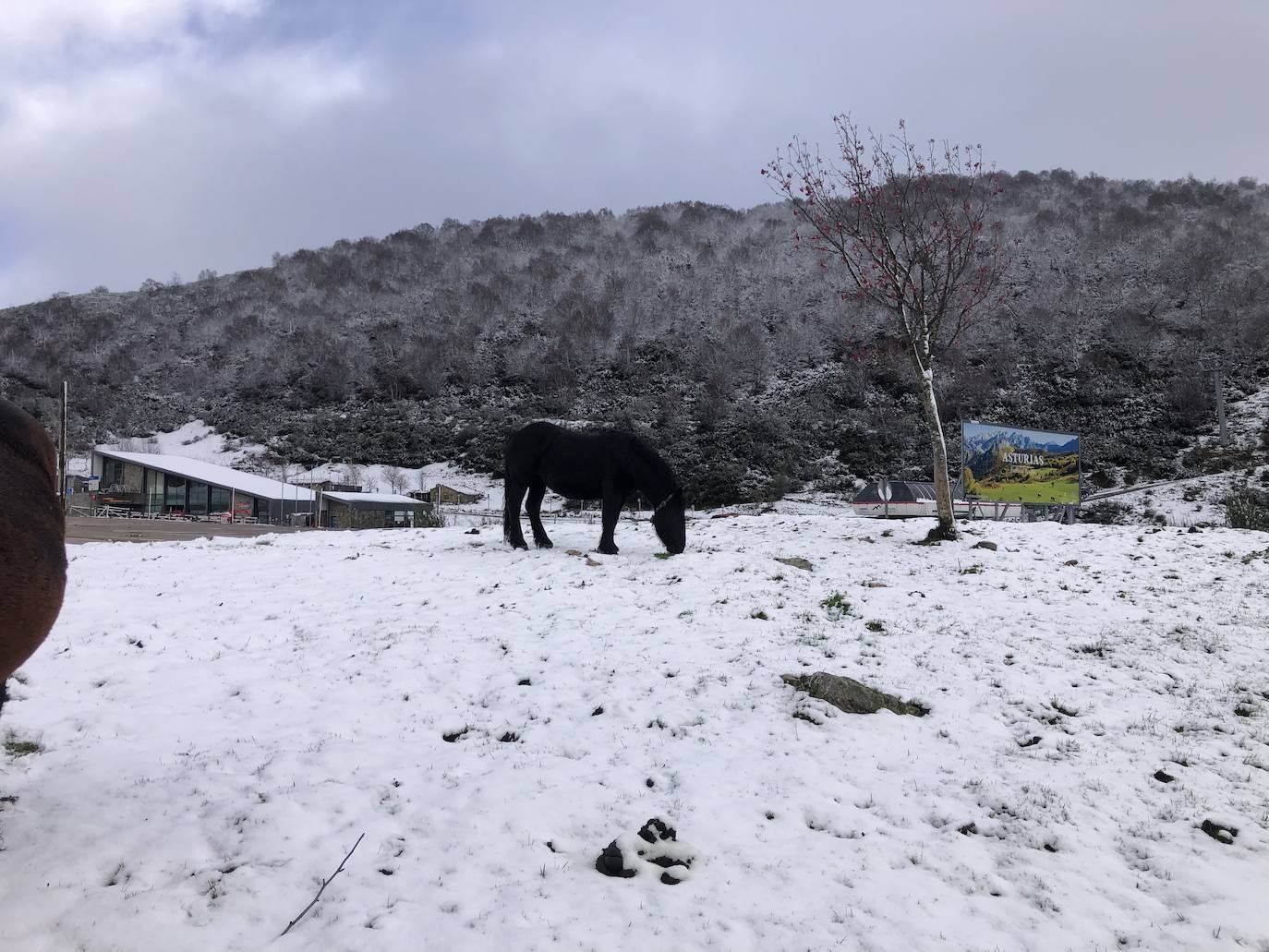 Fotos:Asturias luce las primeras nieves