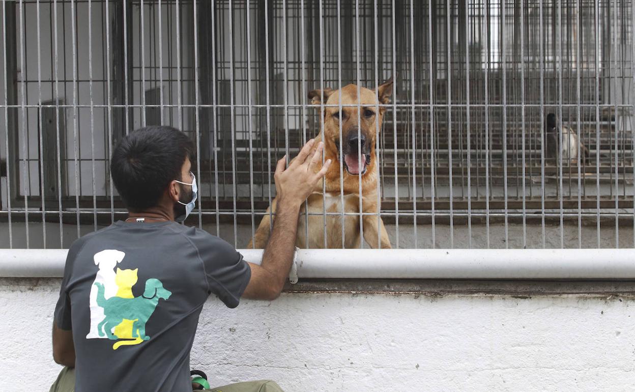 La advertencia de la Justicia sobre la ley del maltrato animal: penas más  duras por pegar al perro que a la pareja | El Comercio: Diario de Asturias