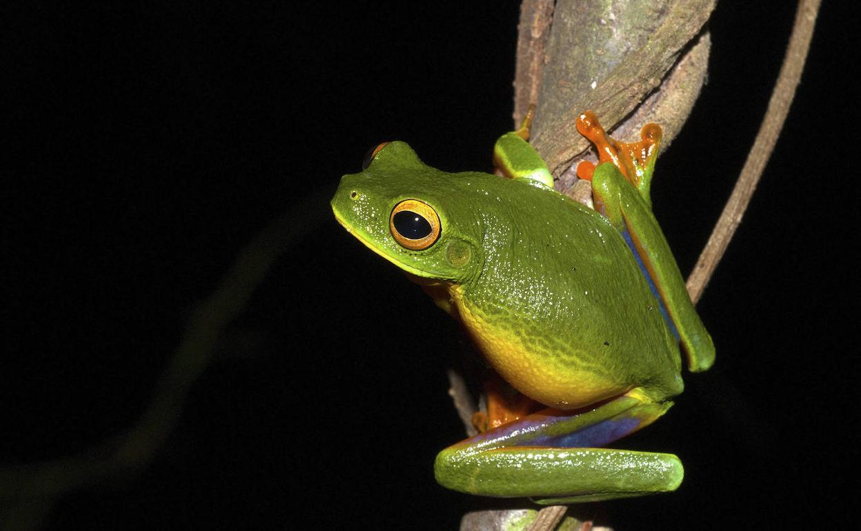 Los animales que figuren en el Catálogo Español de Especies Exóticas Invasoras de España serán ilegales. 