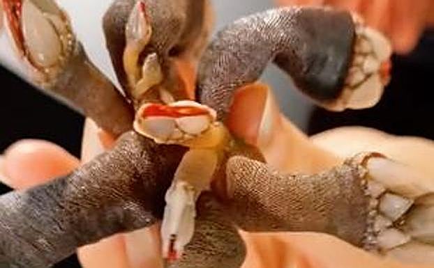 Los británicos, atónitos ante los percebes: «No es un Demogorgon»