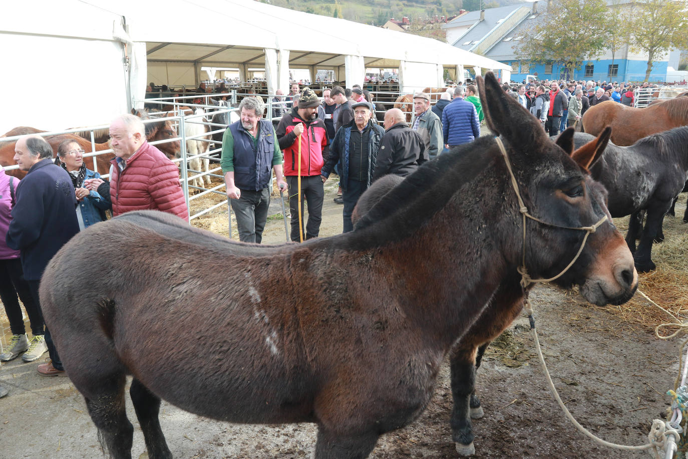 Fotos: Cabañaquinta brilla con El Mercaón