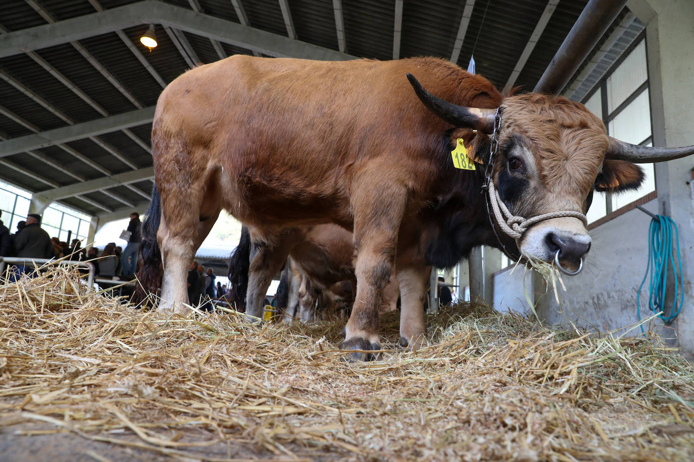 Fotos: Toros de raza casina por más 28.000 euros