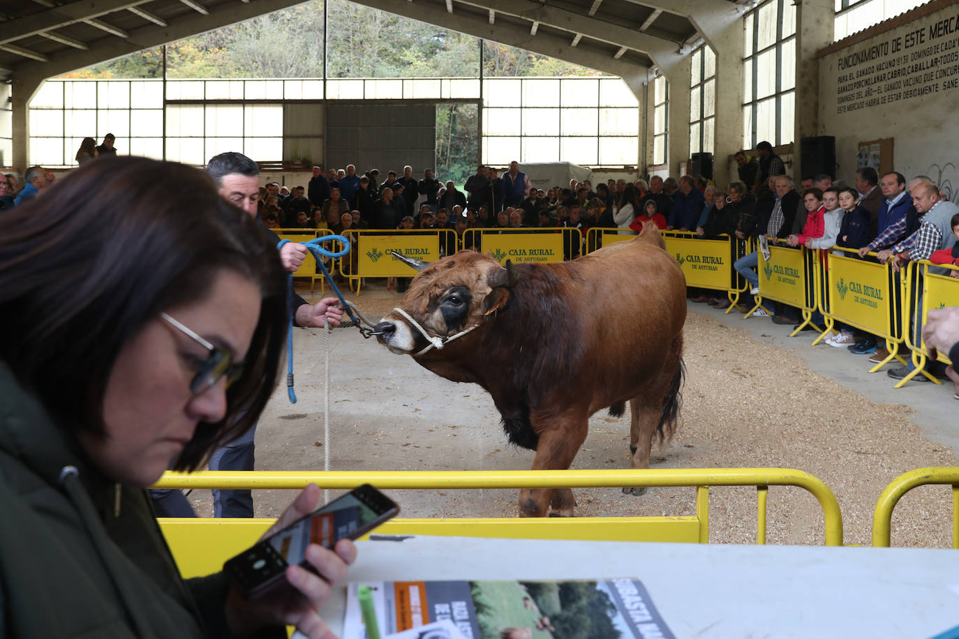 Fotos: Toros de raza casina por más 28.000 euros