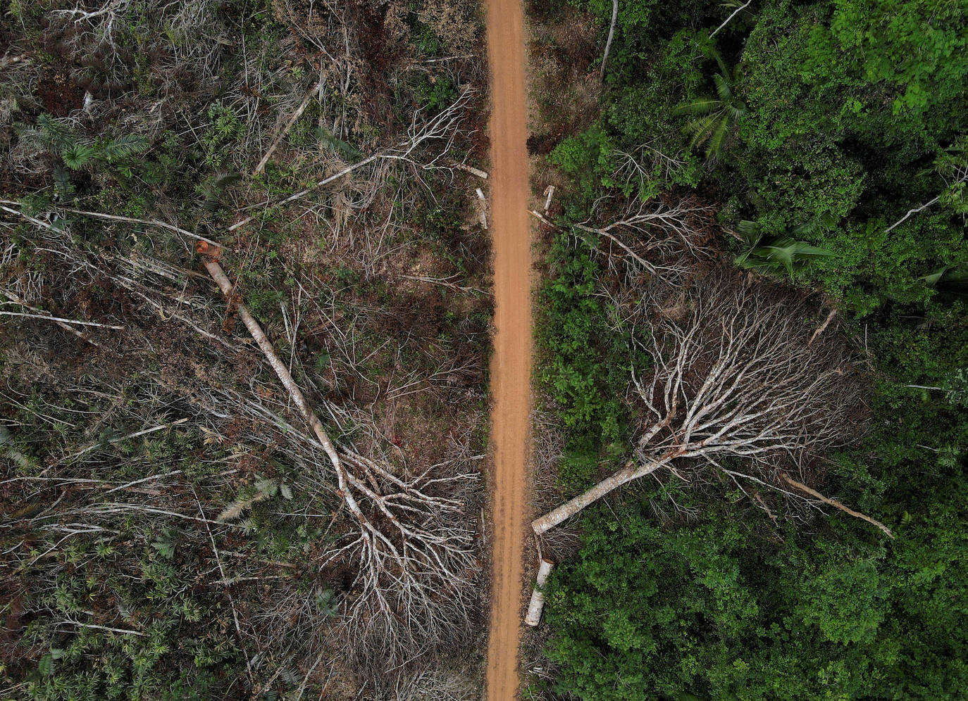 Una vista aérea muestra una parcela deforestada de la selva amazónica brasileña, en Apui (Brasil). 