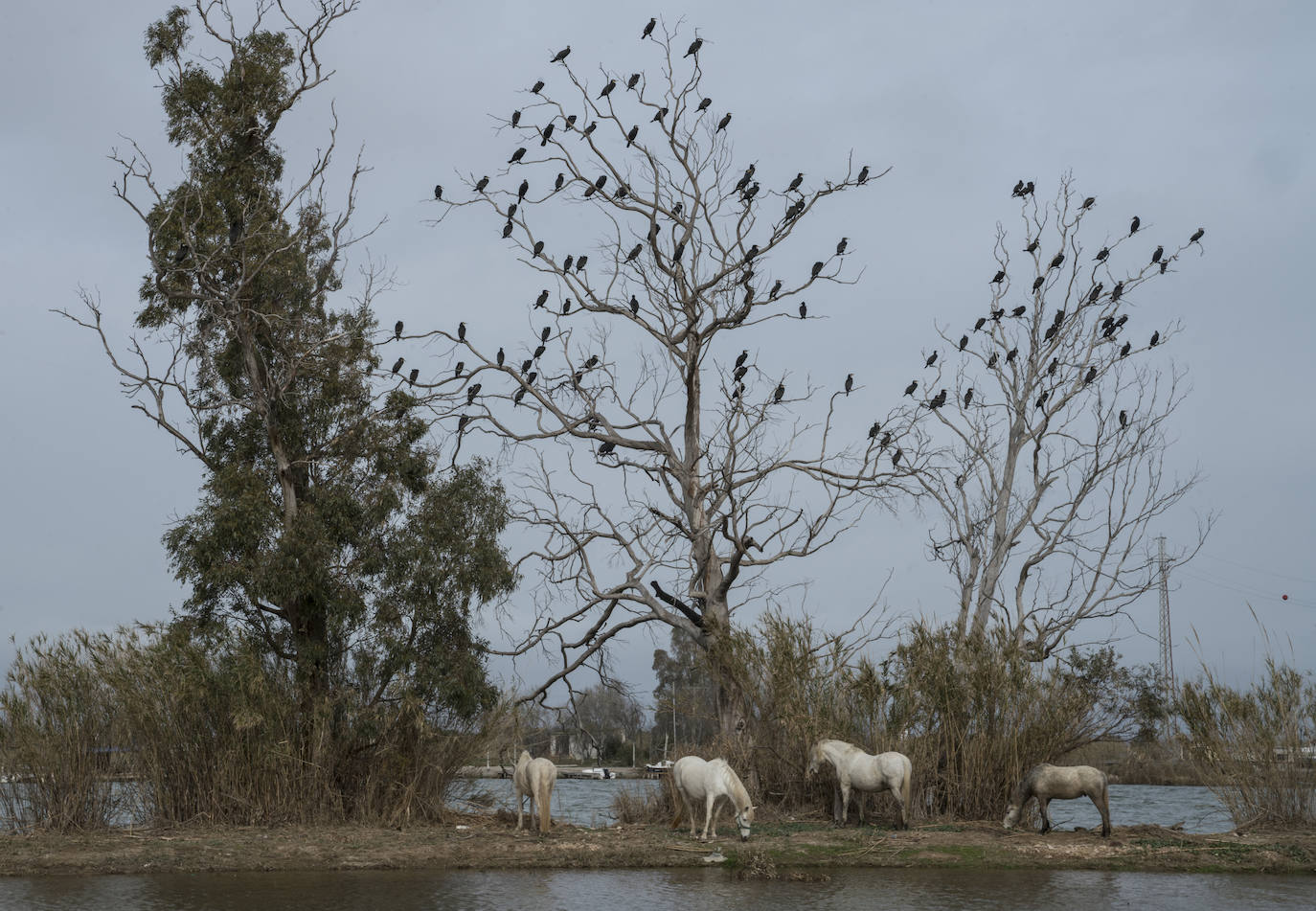 El Parque Natural del Delta del Ebro aglutina en muy poco espacio una variedad infinita de paisajes. Desde las dunas a los arrozales, esta zona de España ofrece también la famosa isla de Buda o la Punta del Fangar. 