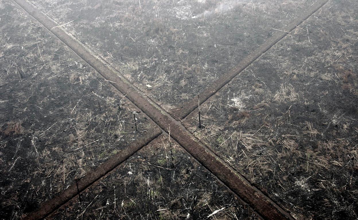 Deforestación de un bosque de Indonesia, país junto con Brasil y Congo donde más se da este fenómeno que exacerba el cambio climático. 