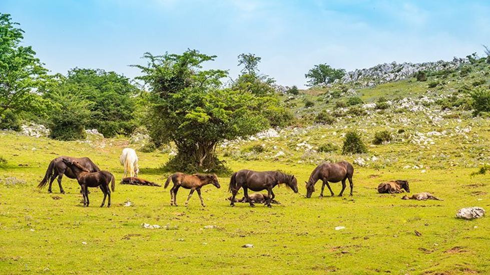 Asturcones en la Majada de les Espineres (Piloña)