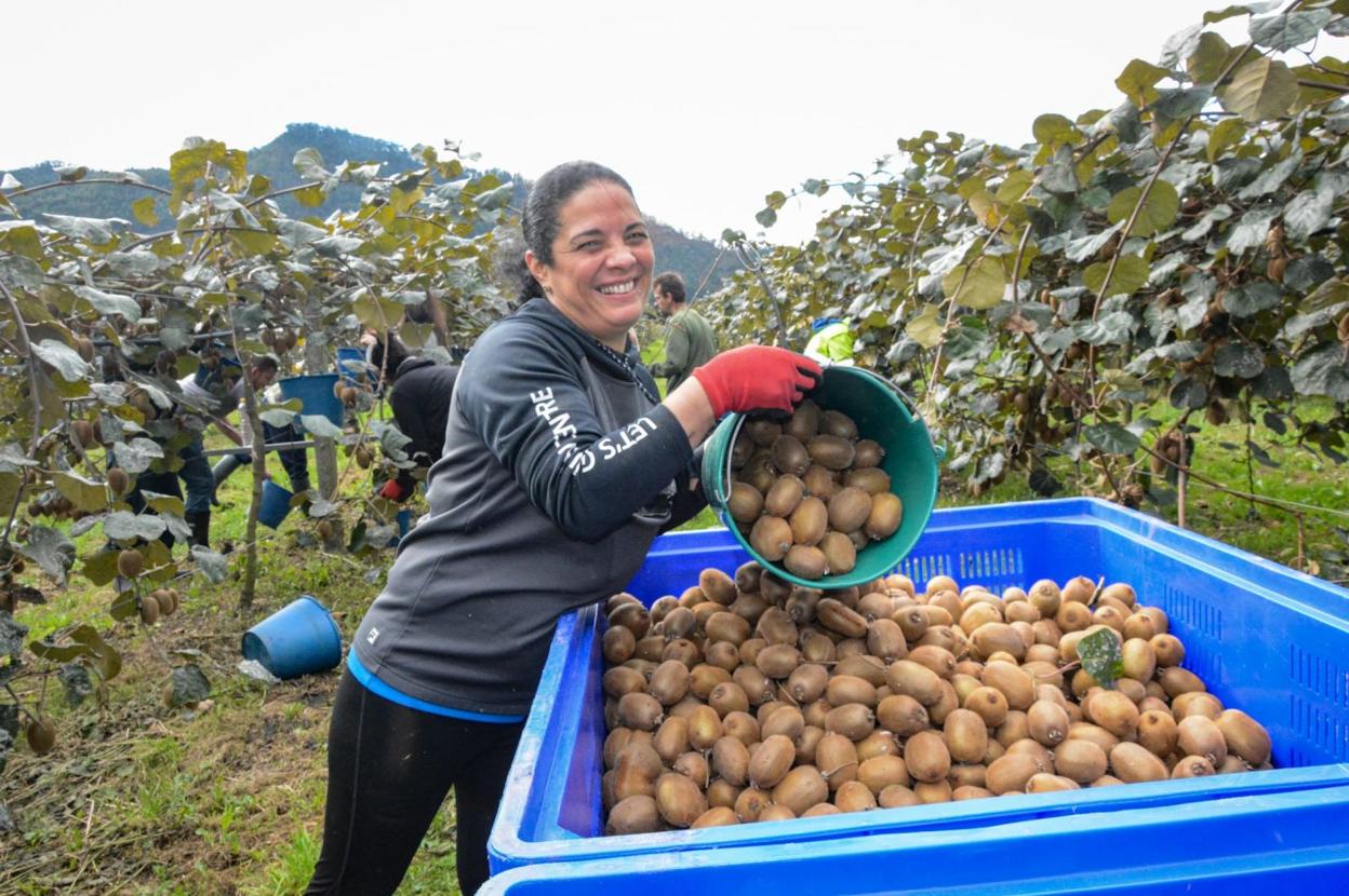 Imagen de archivo de la campaña de recogida de kiwi en una plantación del Bajo Nalón este otoño. 