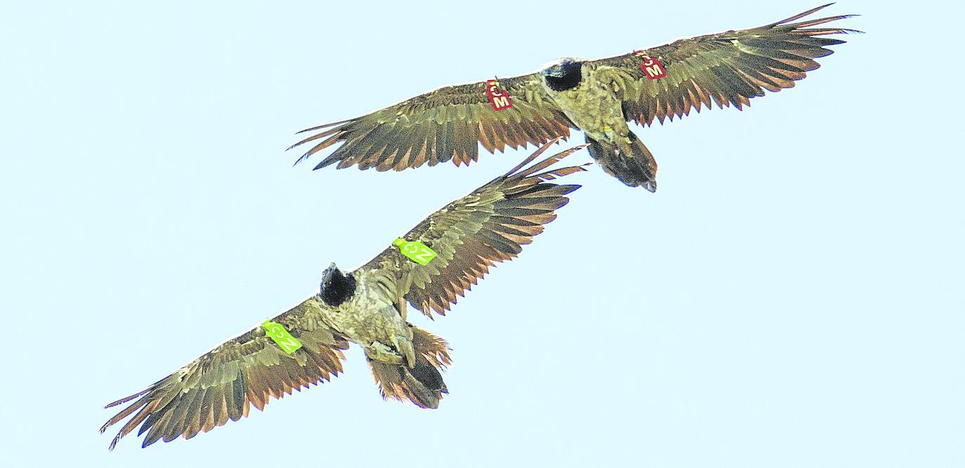 Dos quebrantahuesos, en pleno vuelo.