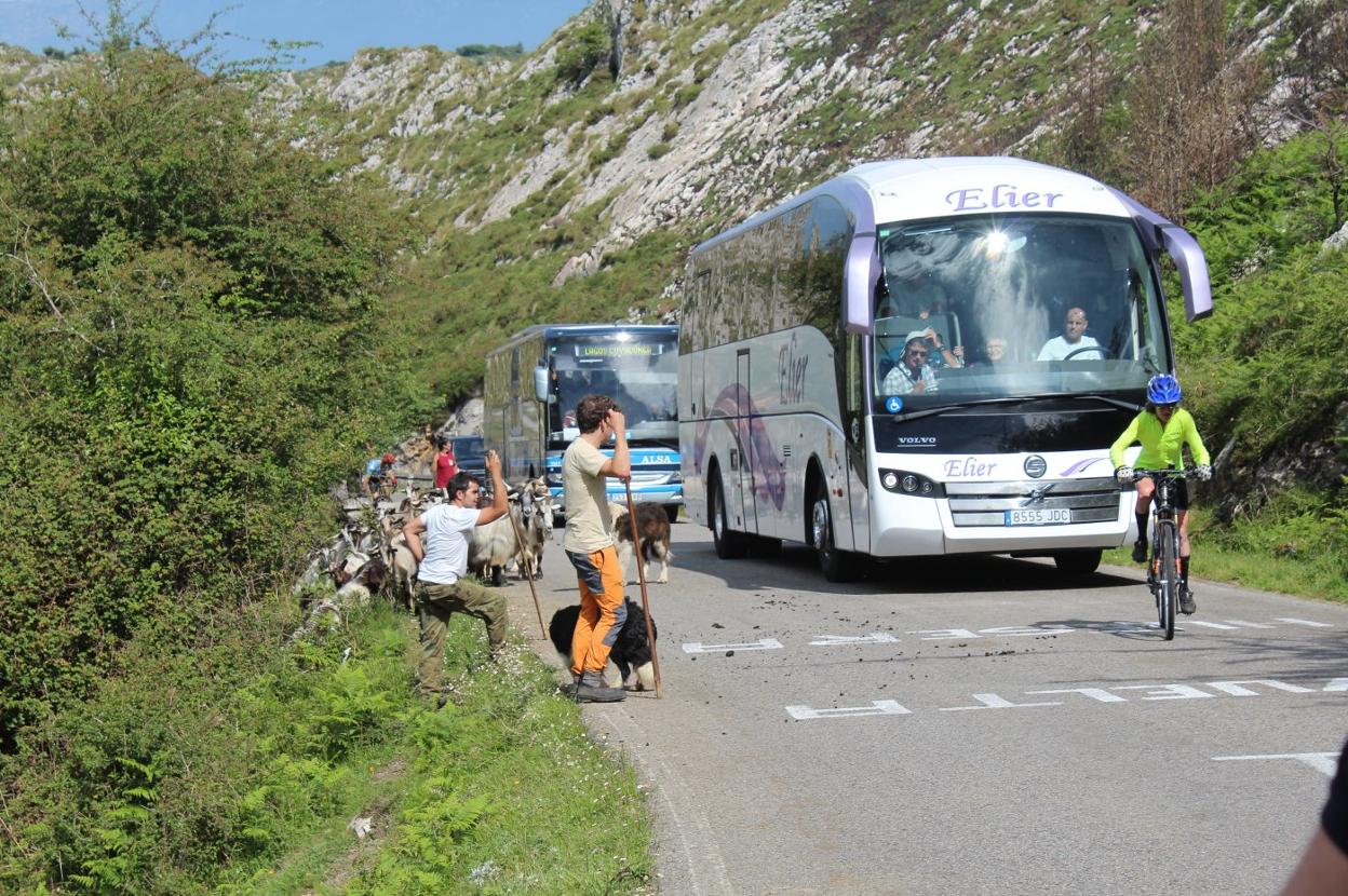 Caravana de autobuses tras un ciclista en el tramo de La Huesera. 
