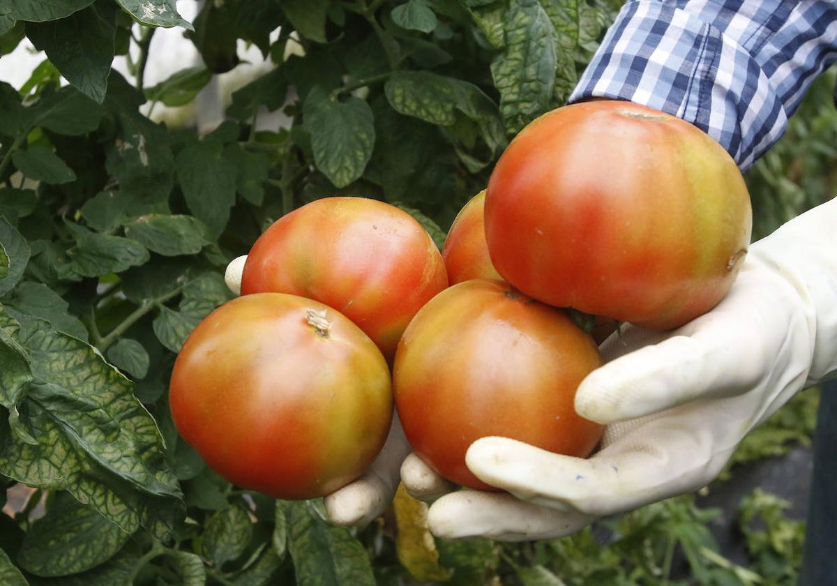 Tomates asturianos.